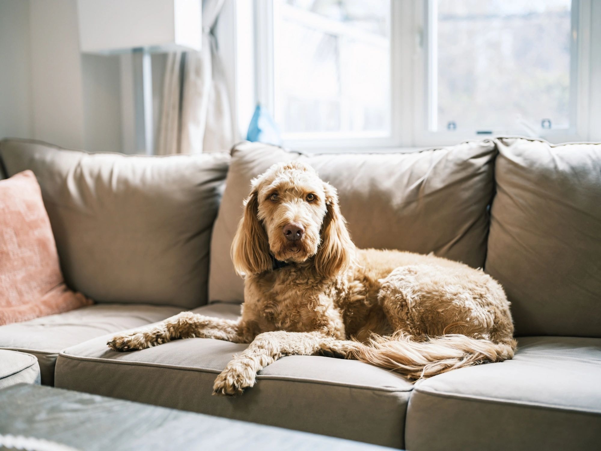 Goldendoodle relaxing comfortably on a couch
