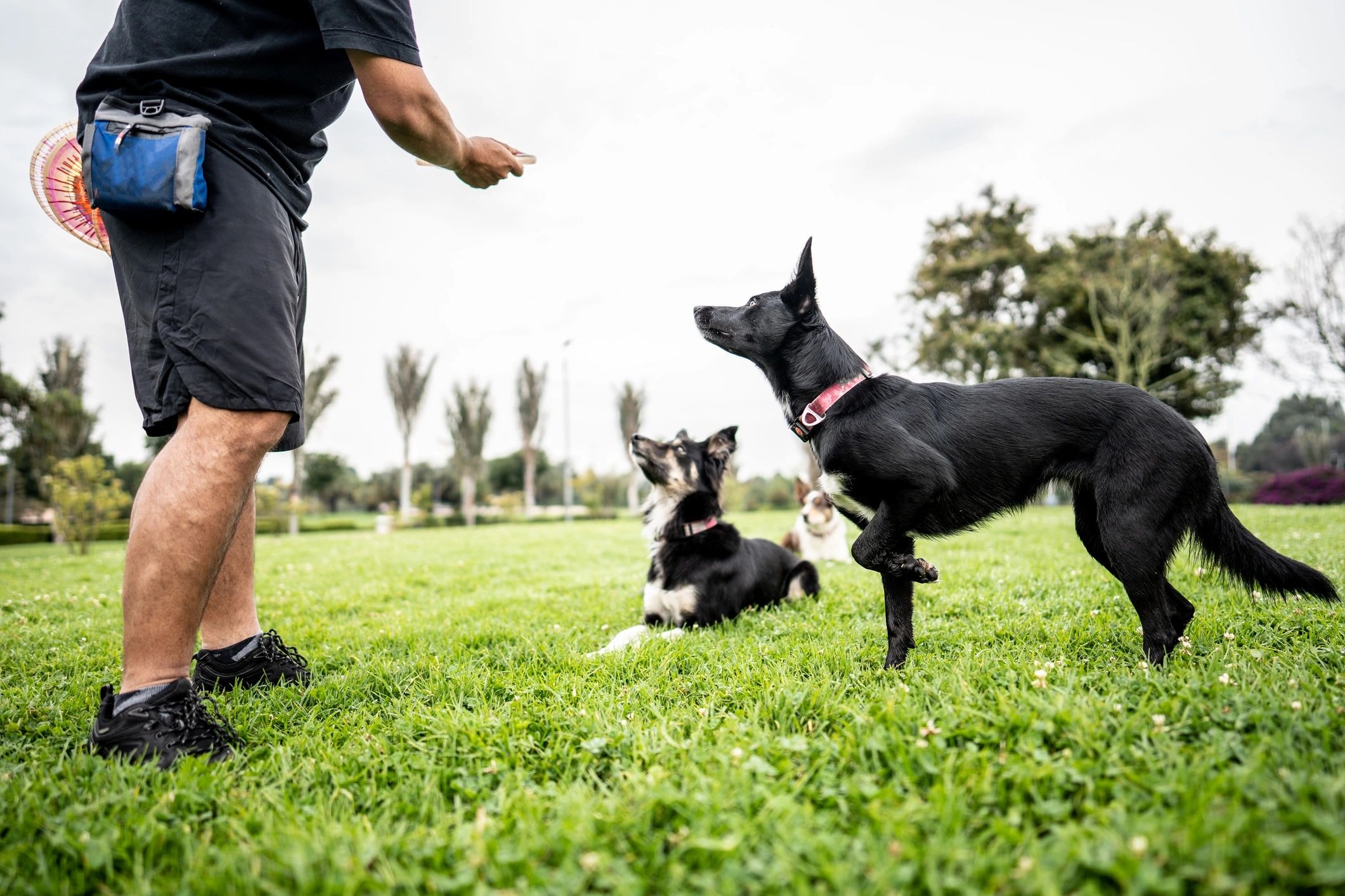 Dog trainer working with black dogs in a park